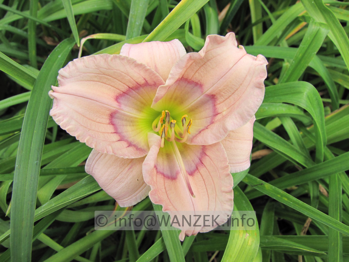 Hemerocallis Siloam David Kirk 1.JPG
